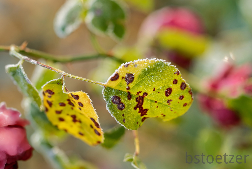 851 0101 DxO 503 1848