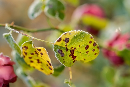 851 0101 DxO 503 1848