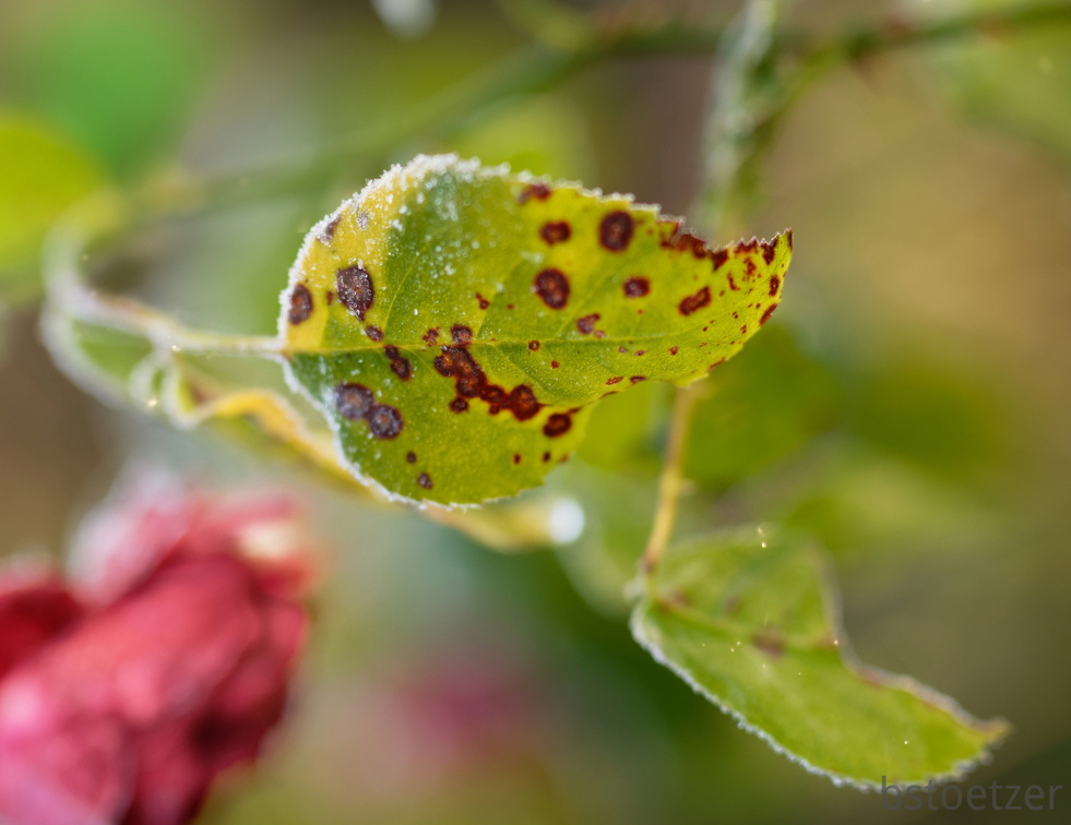 851 0105 DxO 502 1843