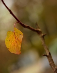 851 0156 DxO 525 1847