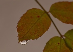 851 0403 DxO 539 1824