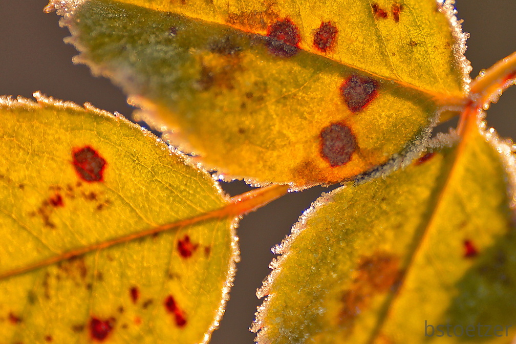 851 0722 DxO Web Schnitt-1 1373 1845