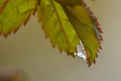 851 2670 DxO select 1825