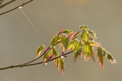 851 3716 DxO select 1831