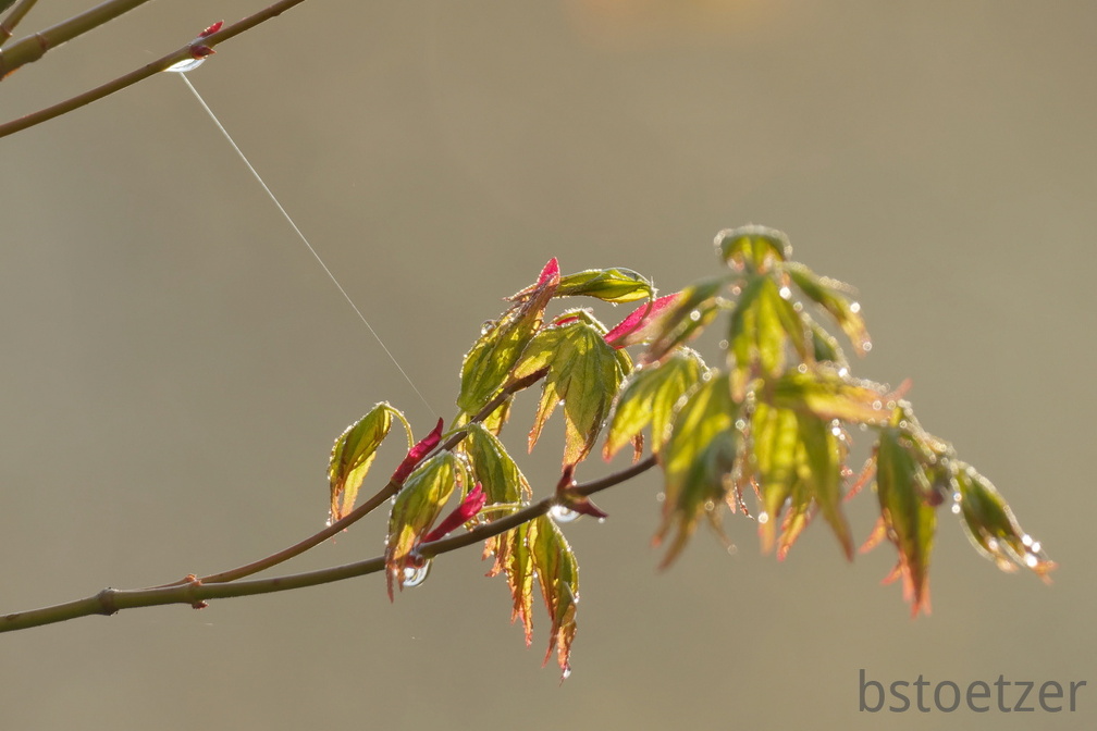 851 3716 DxO select 1831