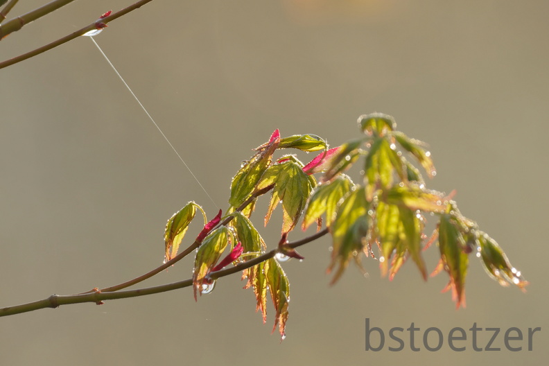 851 3716 DxO select 1831