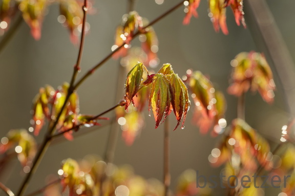 851 3726 DxO select 1830