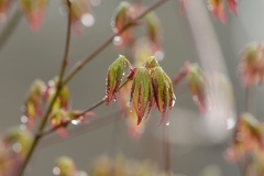 851 3731 DxO select 1832