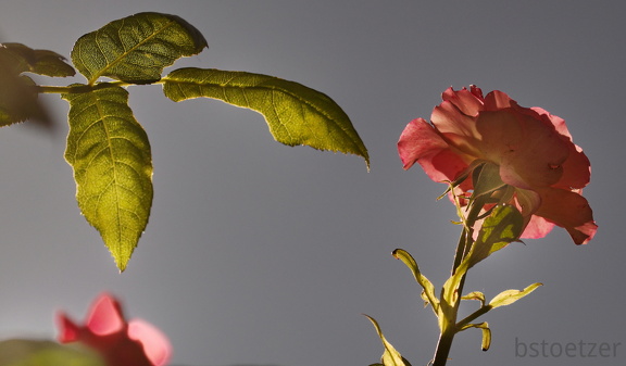 851 6249 DxO Web 713 1823