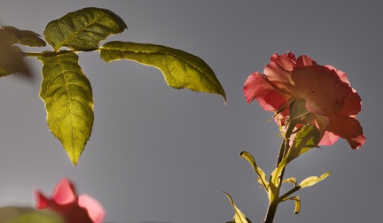 851 6249 DxO Web 713 1823