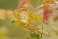 851 9785 DxO Web Schnitt corr 935 1828