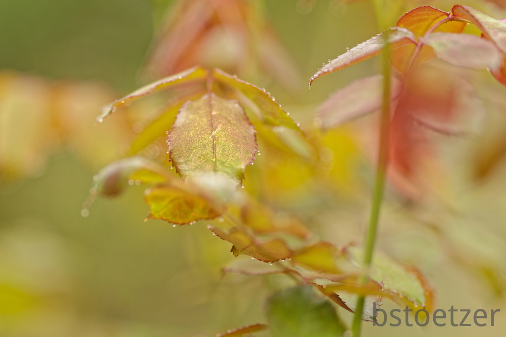 851 9785 DxO Web Schnitt corr 935 1828