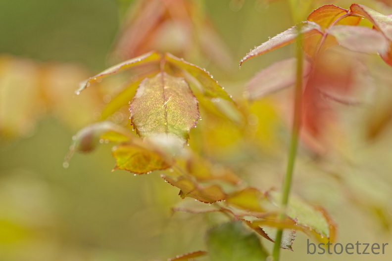 851 9785 DxO Web Schnitt corr 935 1828