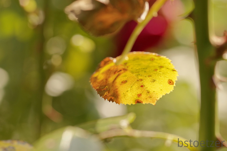 851 9795 DxO Web Schnitt corr 934 1826