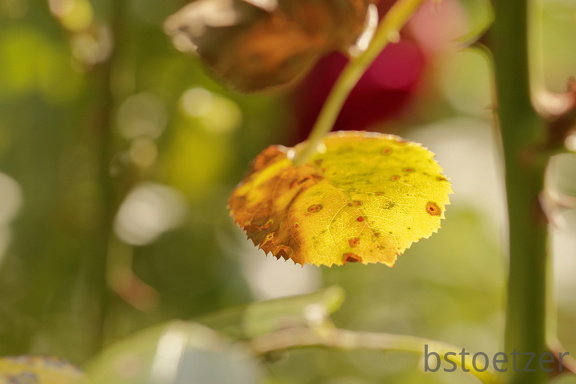 851 9795 DxO Web Schnitt corr 934 1826