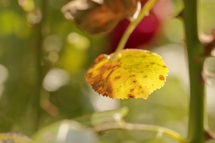 851 9795 DxO Web Schnitt corr 934 1826