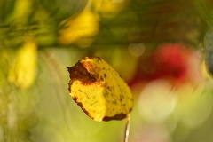 851 9799 DxO Web Schnitt corr 933 1836