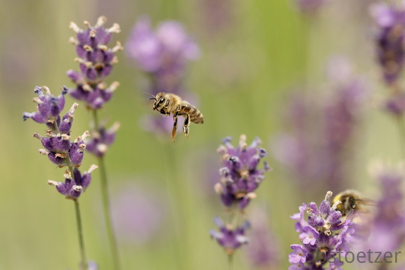 851 8107 DxO Web Schnitt 758 1873