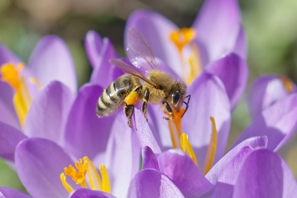 852 1771Cut final 1874