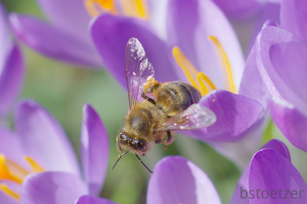 852 1808Cut final 1866