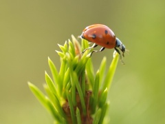 A32 5774 Schnitt 1579