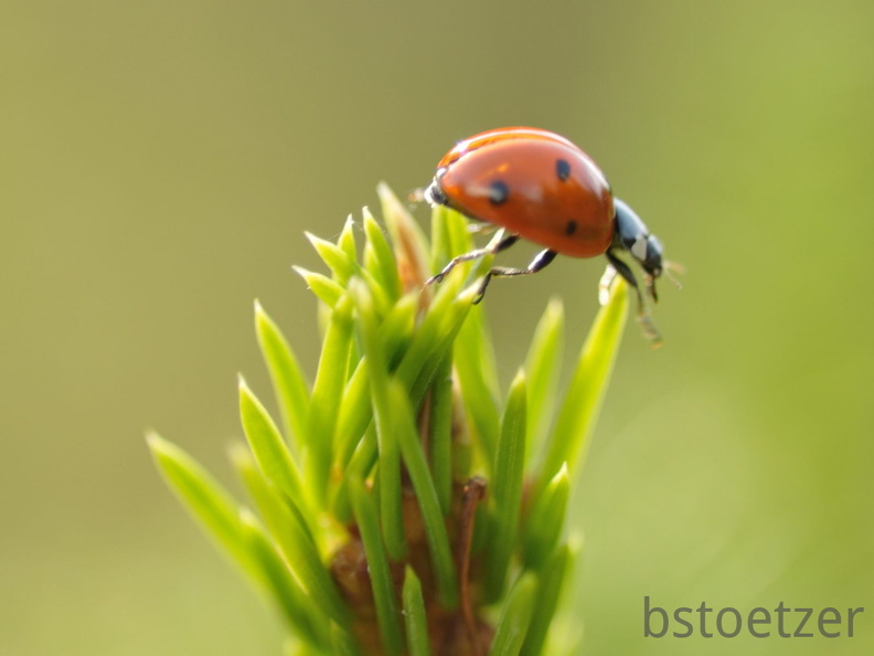 A32 5774 Schnitt 1579