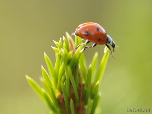 A32 5774 Schnitt 1579