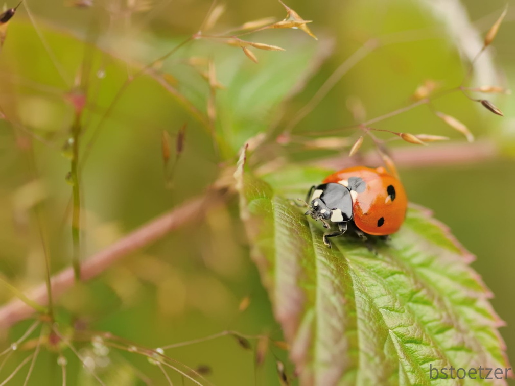 A32 5864 Schnitt 1 1603