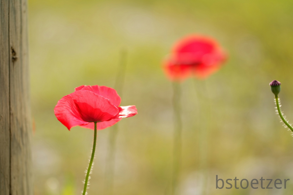 851 6365Äste SW Mond 1397 1891