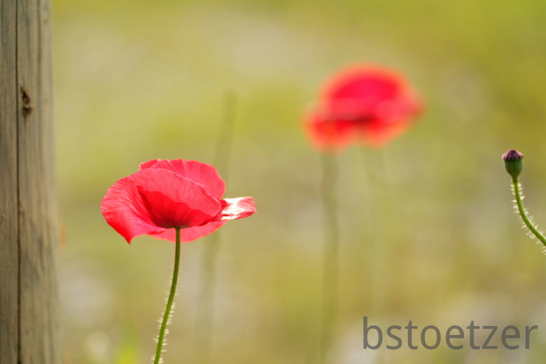 851 6365Äste SW Mond 1397 1891