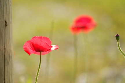 851 6365Äste SW Mond 1397 1891