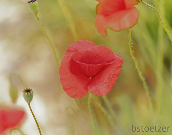 851 6358Äste SW Mond 1396Web