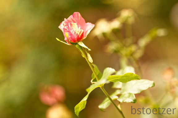 851 9923 DxO Web Schnitt 983