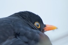 851 1021Äste SW Mond