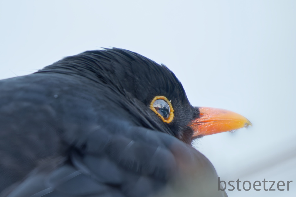 851 1021Äste SW Mond