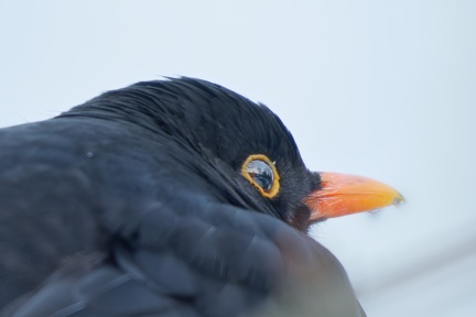 851 1021Äste SW Mond