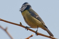 851 3520 DxO select 1951