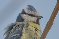 851 3529 DxO select 1952