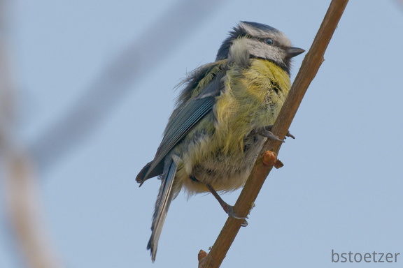 851 3531 DxO select 1953