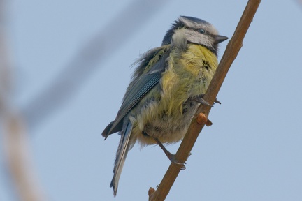 851 3531 DxO select 1953