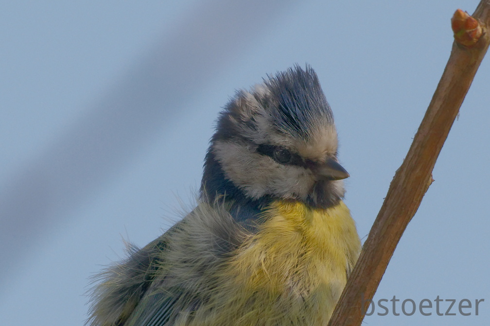 851 3538 DxO select 1954