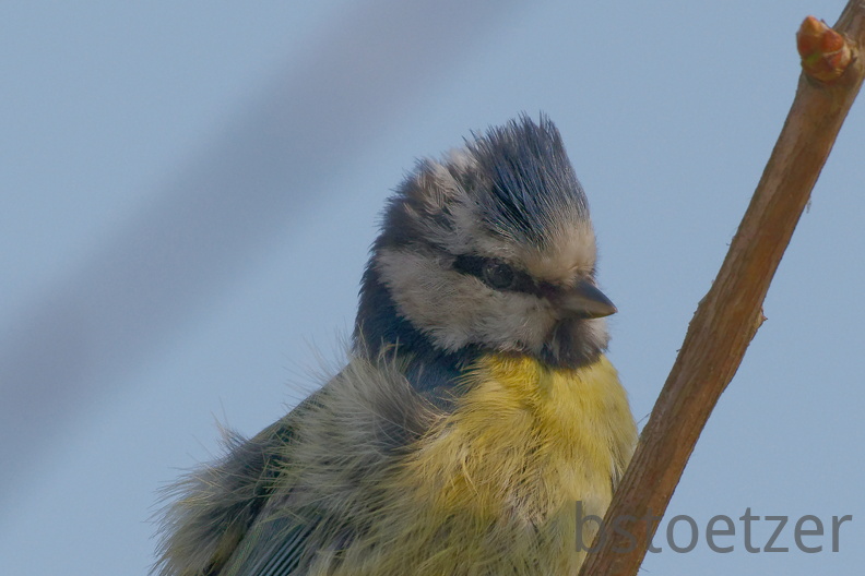 851 3538 DxO select 1954