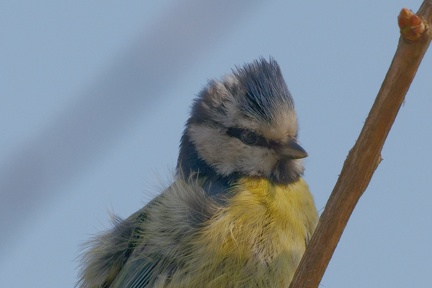 851 3538 DxO select 1954