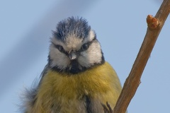 851 3539 DxO select 1955