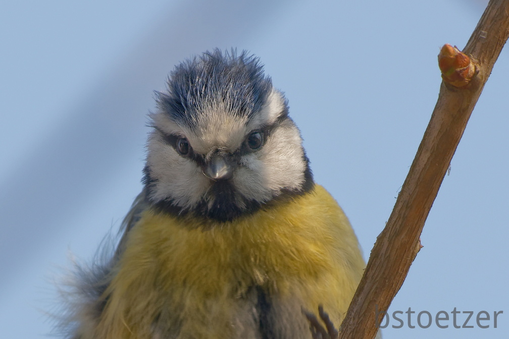 851 3539 DxO select 1955