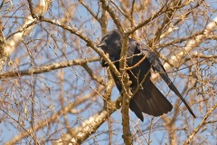 851 3548 DxO select 1956