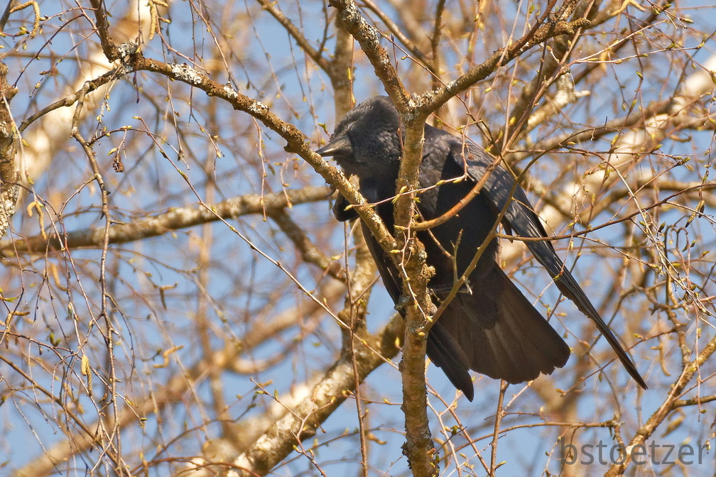 851 3548 DxO select 1956