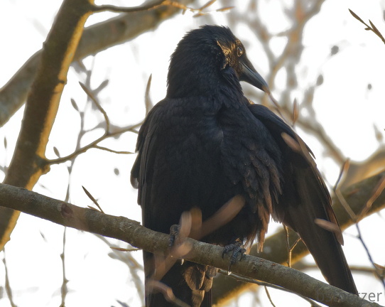 851 3690 DxO select 1957