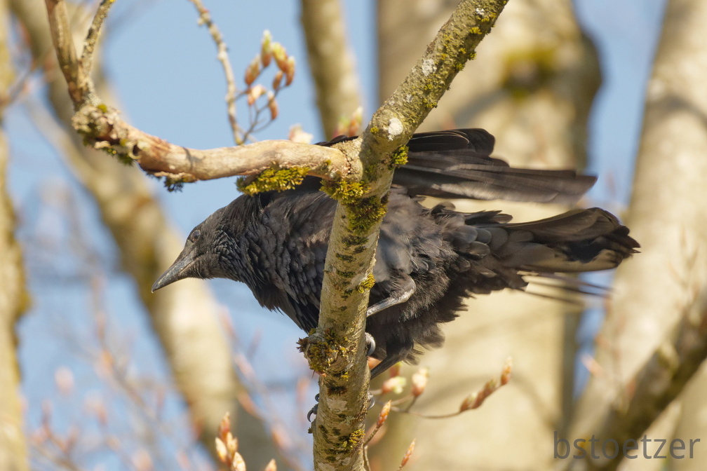 851 3849 DxO Schnitt Meise 1958