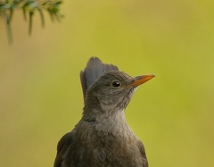 851 3879 DxO Schnitt Meise 1959